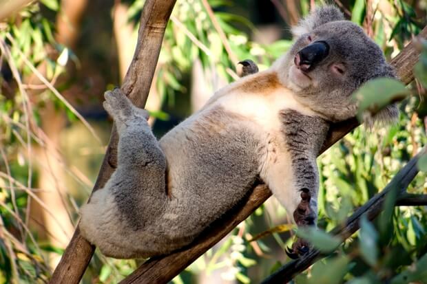A-koala-bear-sleeping-in-a-tree..jpg