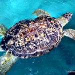 A Review of Gulf World Marine Park in Panama City, FL