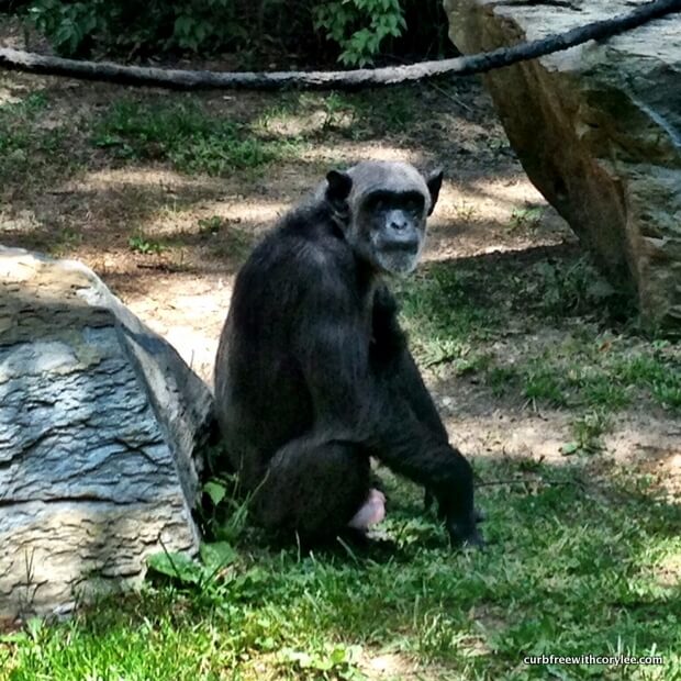 chattanooga zoo reviews