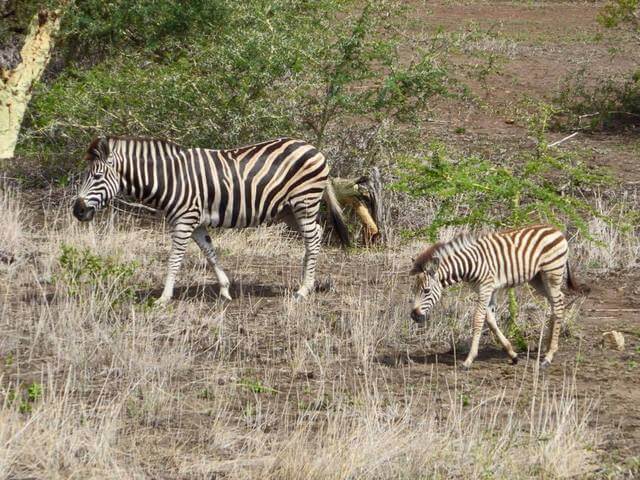 south africa tours, south africa safari itinerary , Kruger national park, 11 days
