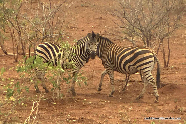 wheelchair accessible safari, disabled safari holiday, kruger national park south africa