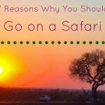 7 Reasons Why You Should Go on a South African Safari